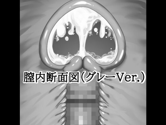 膣内断面図素材（グレーVer.）